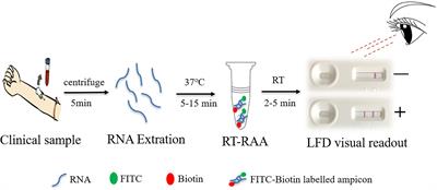 Rapid Visual Detection of Hepatitis C Virus Using Reverse Transcription Recombinase-Aided Amplification–Lateral Flow Dipstick